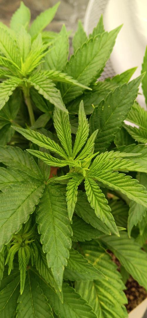 Gorilla Melon Fastbuds. Week 1