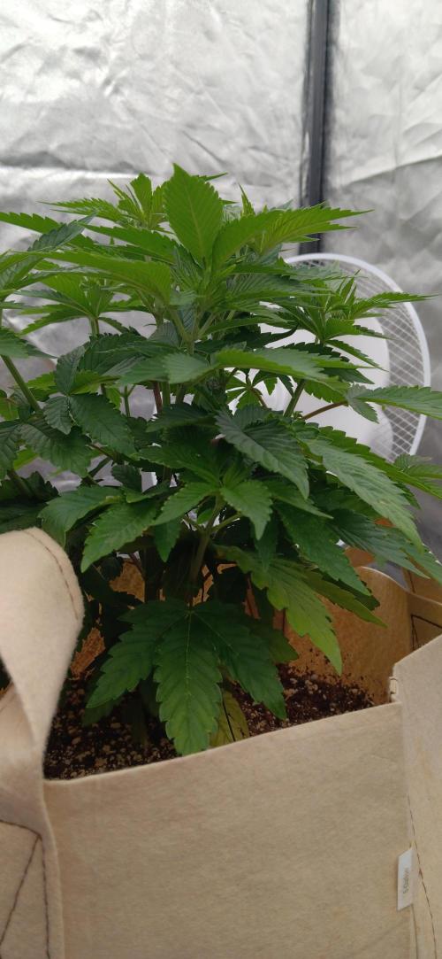 Gorilla Melon Fastbuds. Week 1