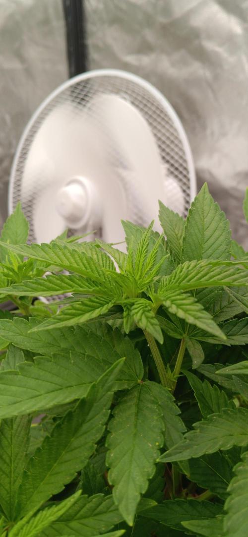 Gorilla Melon Fastbuds. Week 1