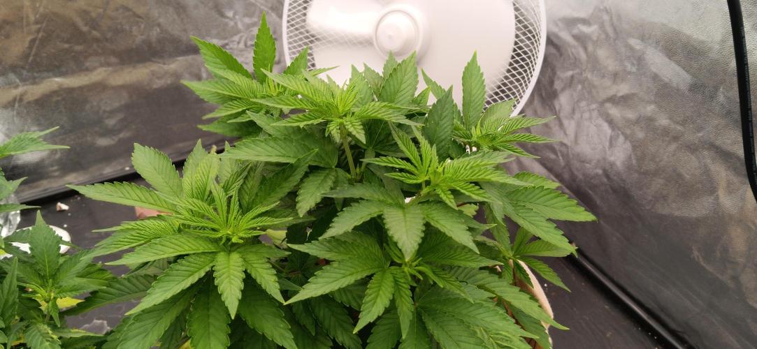 Gorilla Melon Fastbuds. Week 1