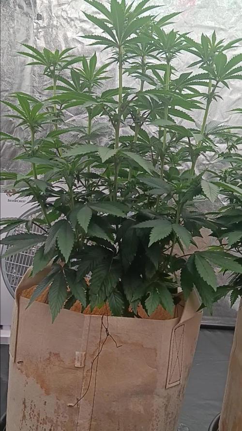 Gorilla Melon Fastbuds