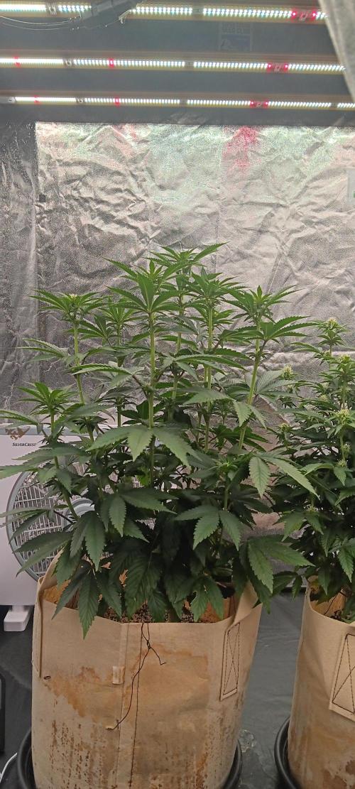 Gorilla Melon Fastbuds. Week 3