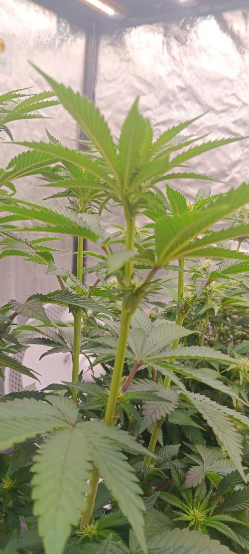 Gorilla Melon Fastbuds. Week 3