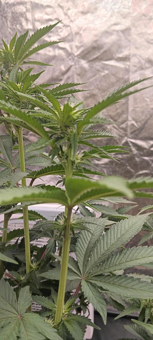 Gorilla Melon Fastbuds. Week 3