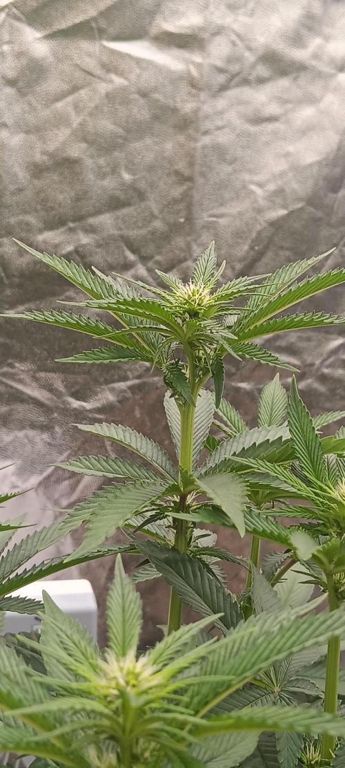 Gorilla Melon Fastbuds. Week 3