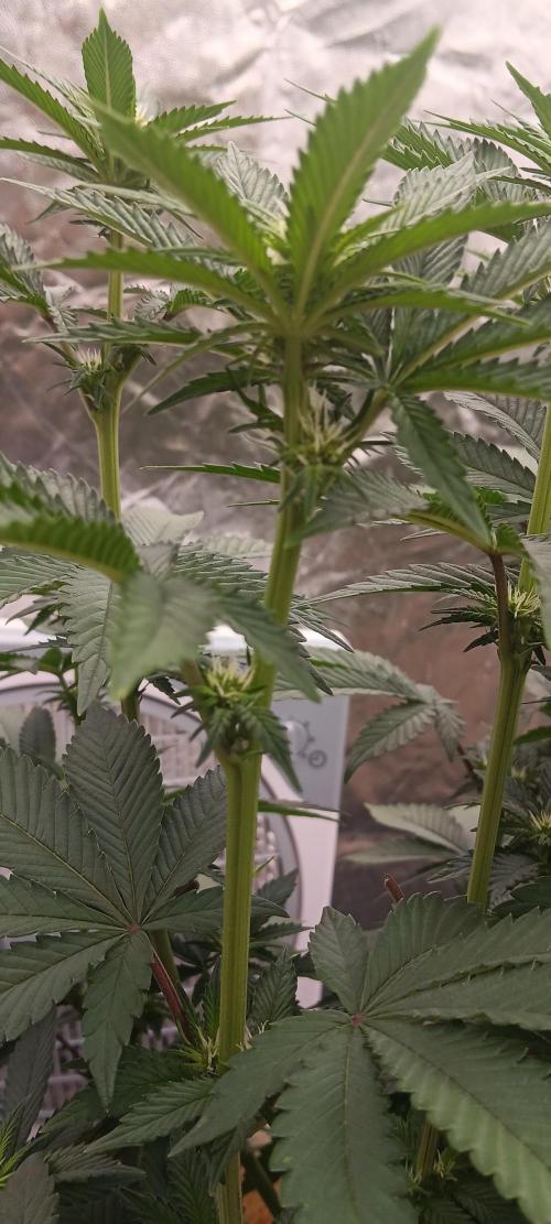 Gorilla Melon Fastbuds. Week 3