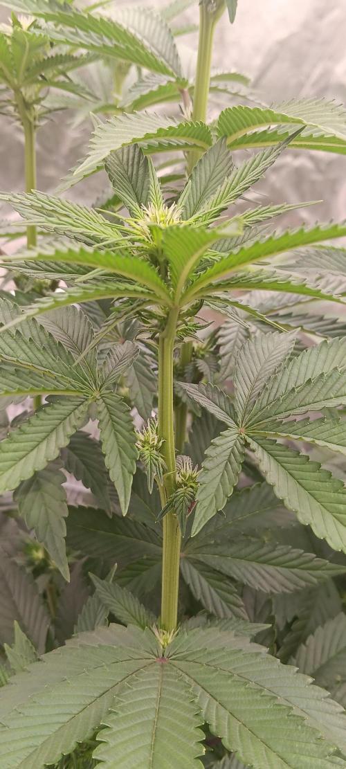 Gorilla Melon Fastbuds. Week 3