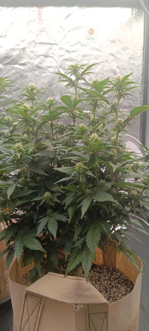 Og Kush Barneys. Week 3