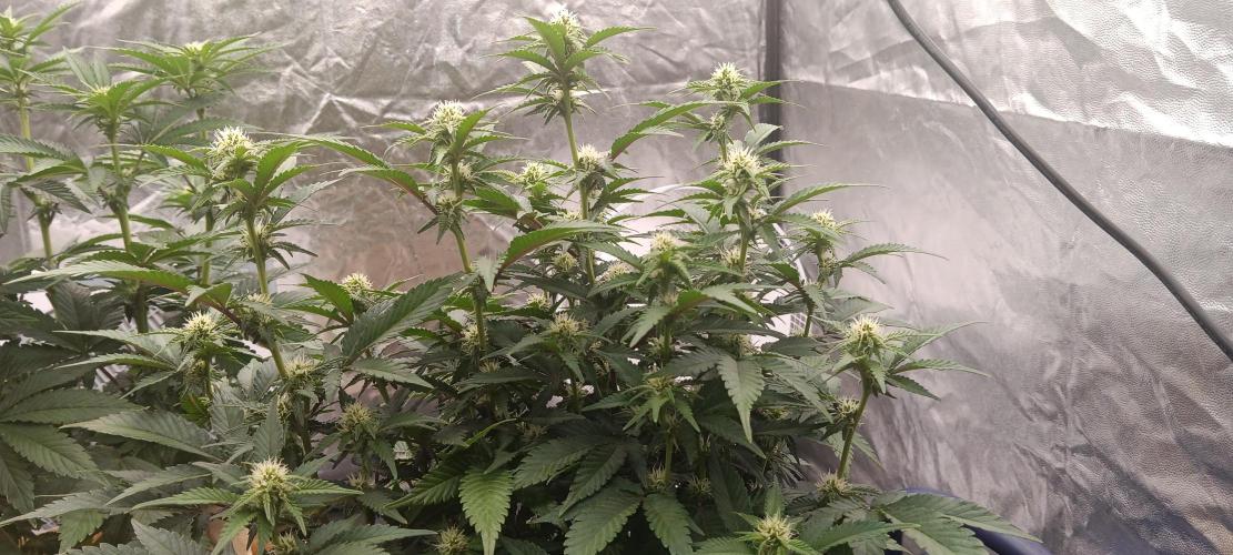 Og Kush Barneys. Week 3