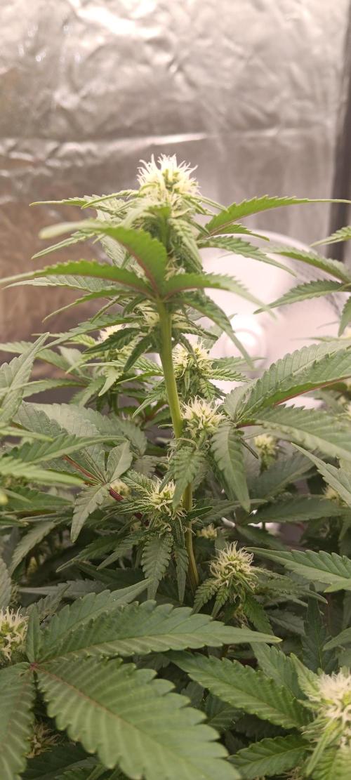 Og Kush Barneys. Week 3