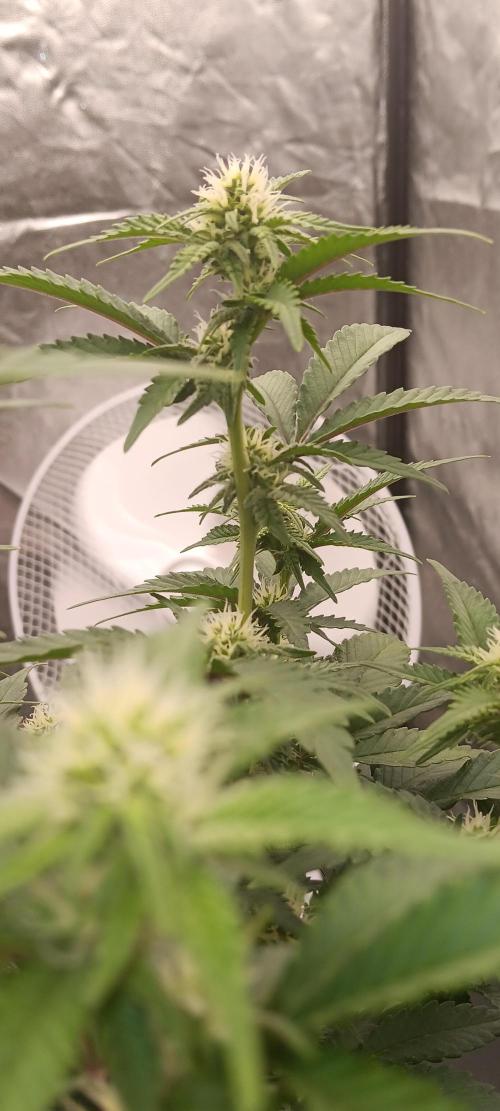 Og Kush Barneys. Week 3