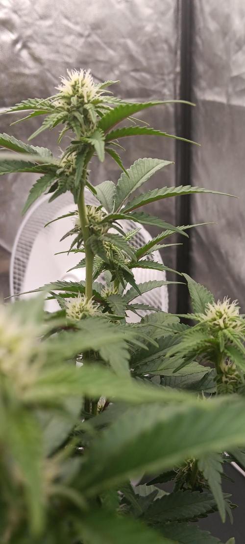 Og Kush Barneys. Week 3