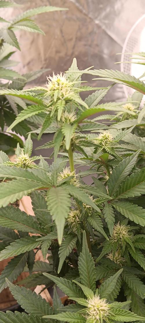 Og Kush Barneys. Week 3