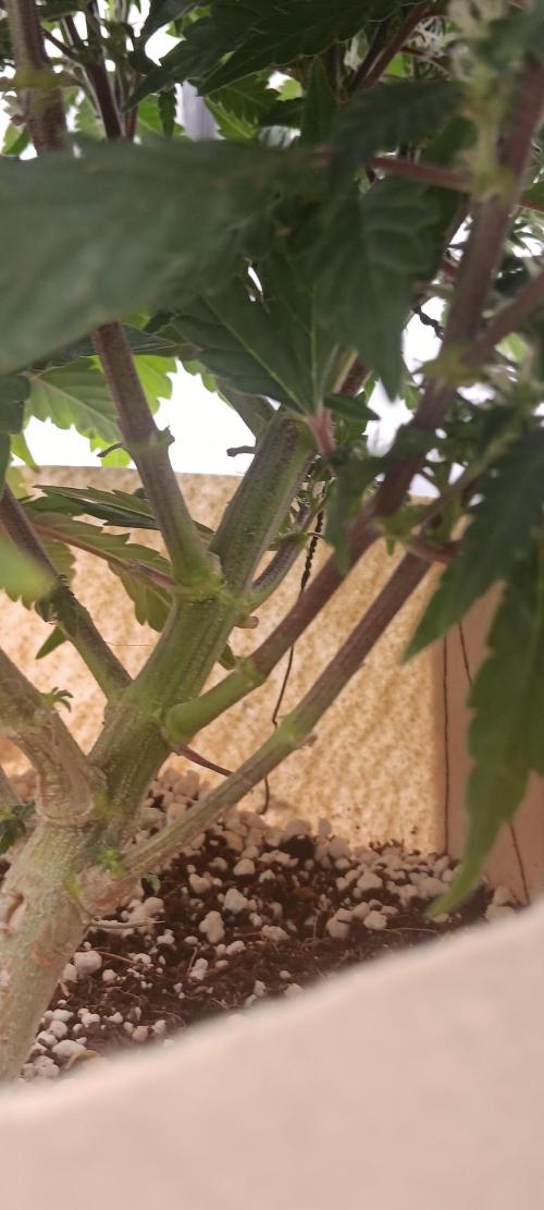 Og Kush Barneys. Week 3