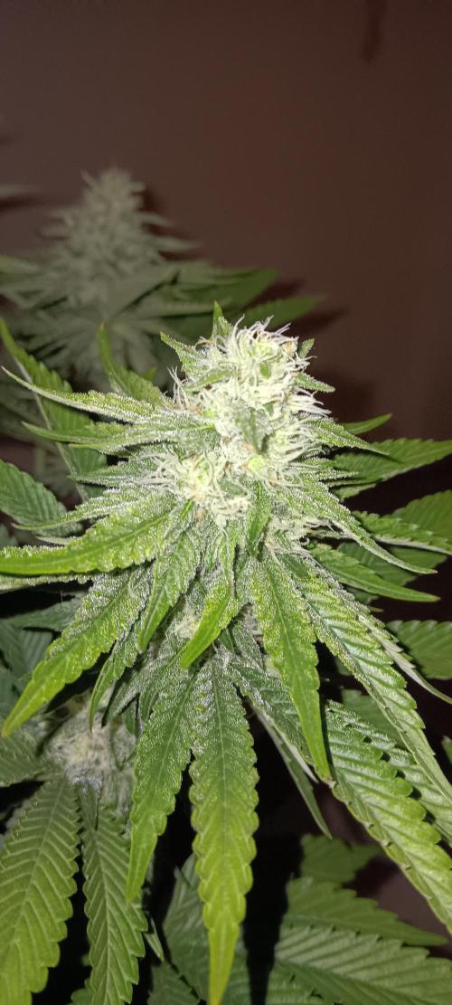 Gorilla Melon Fastbuds. Week 4