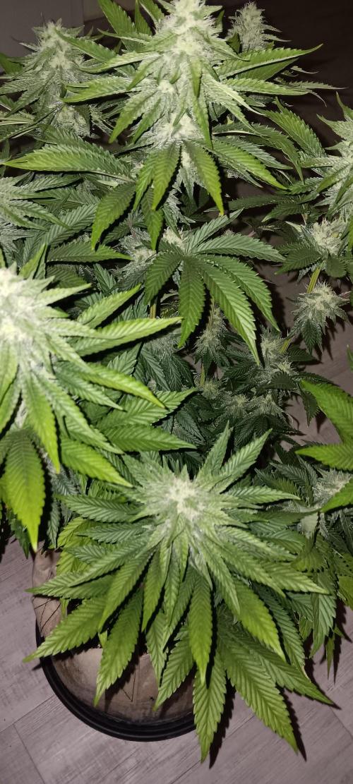 Gorilla Melon Fastbuds. Week 4