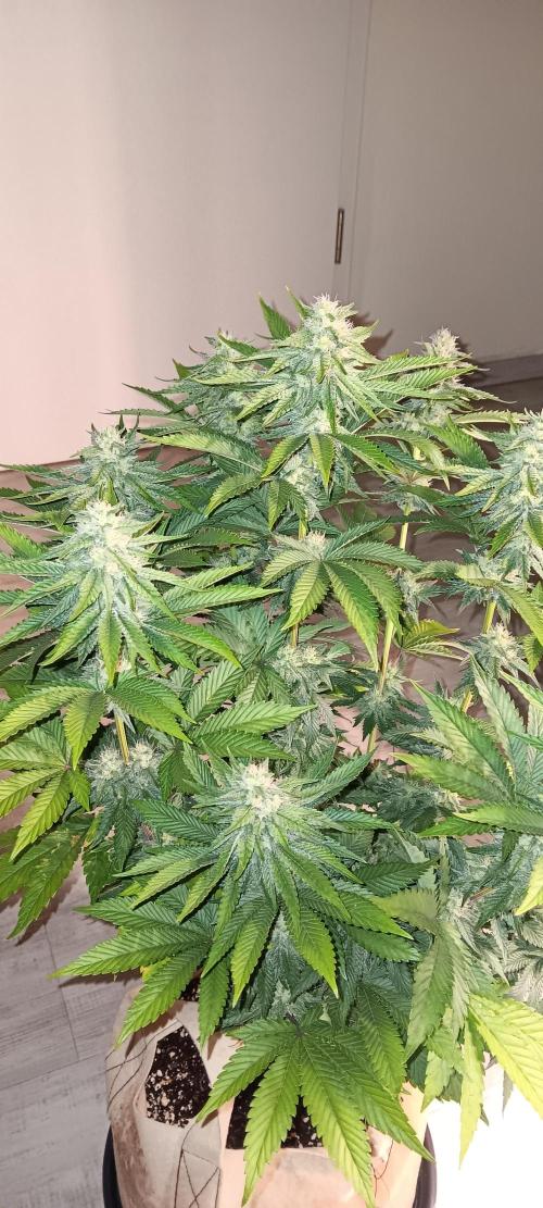 Gorilla Melon Fastbuds. Week 4