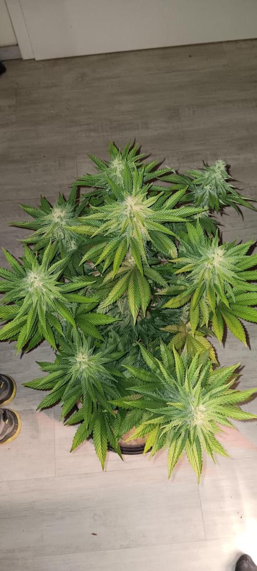 Gorilla Melon Fastbuds. Week 4