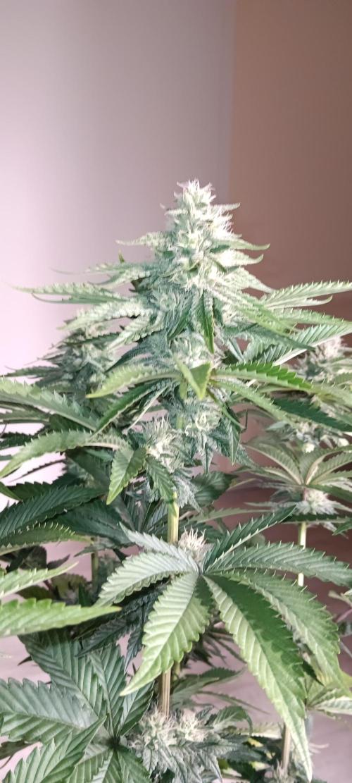 Gorilla Melon Fastbuds. Week 4