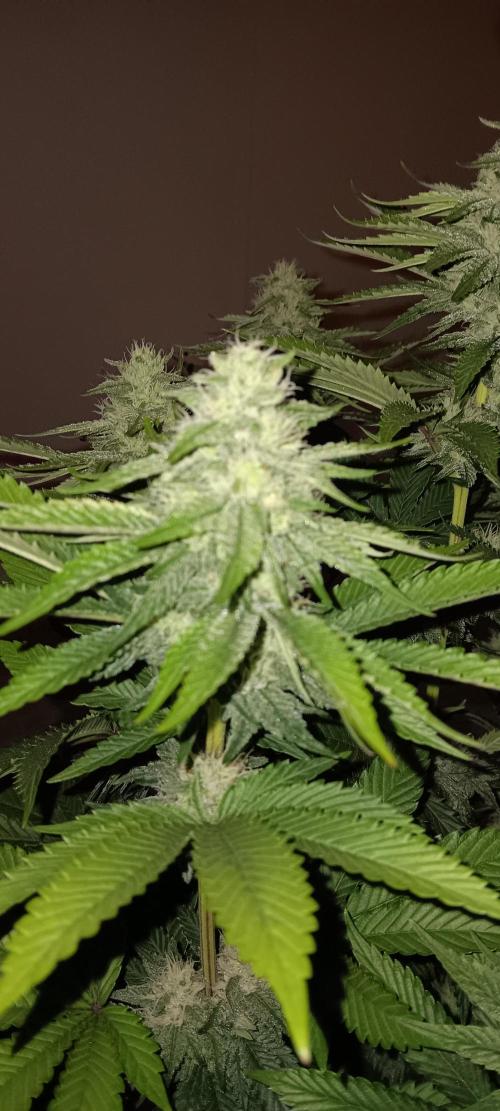 Gorilla Melon Fastbuds. Week 4