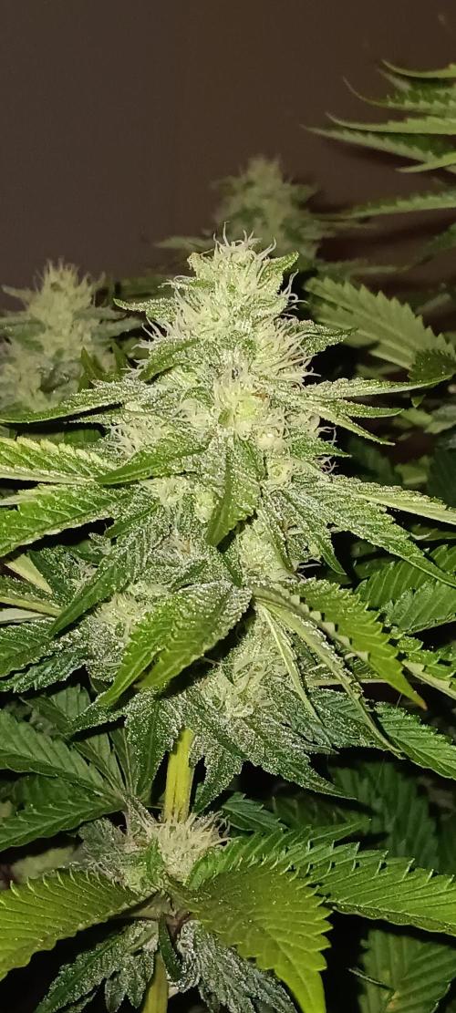 Gorilla Melon Fastbuds. Week 4