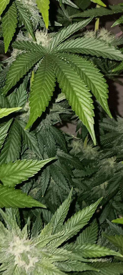 Gorilla Melon Fastbuds. Week 4