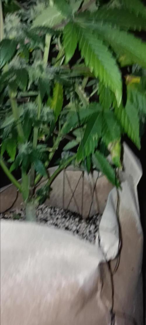 Gorilla Melon Fastbuds