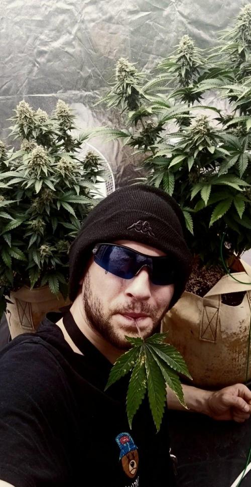 Og Kush Barneys. Week 6 - bingchilling 