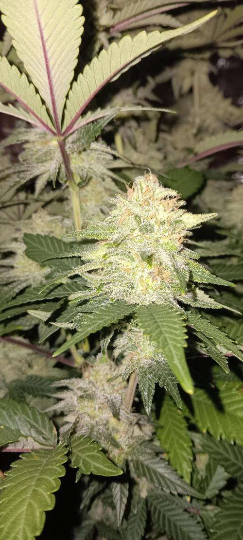 Og Kush Barneys. Week 6