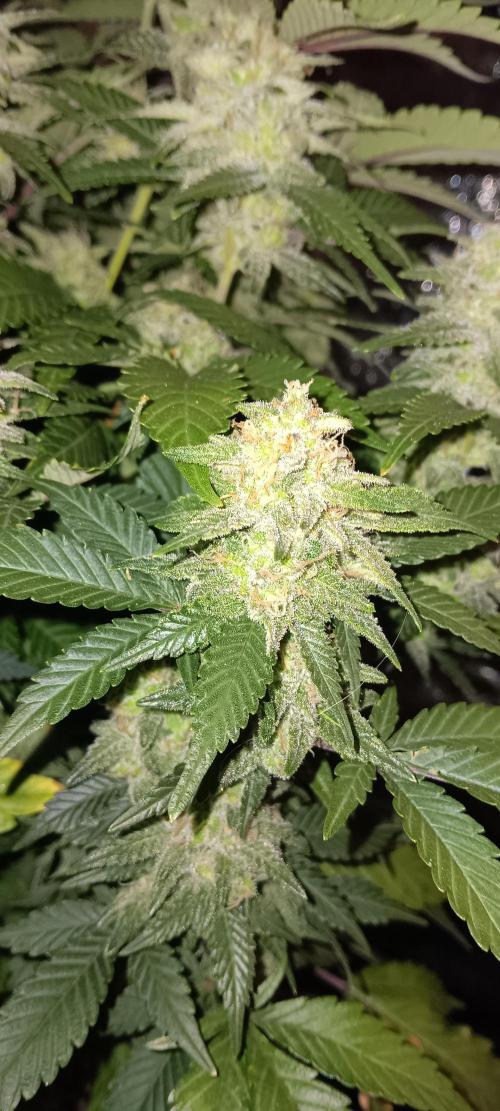 Og Kush Barneys. Week 6