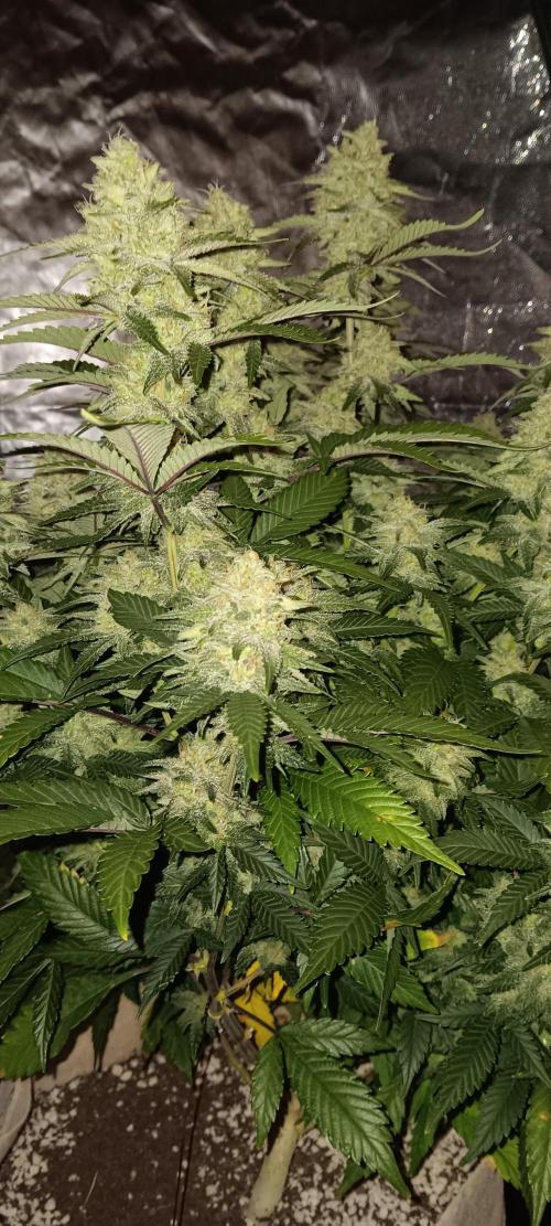 Og Kush Barneys. Week 6