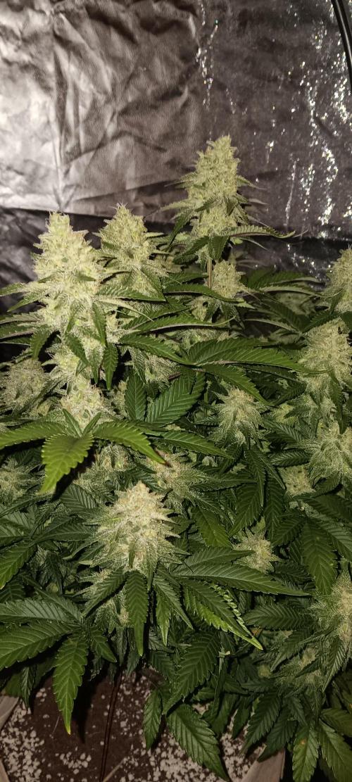 Og Kush Barneys. Week 6