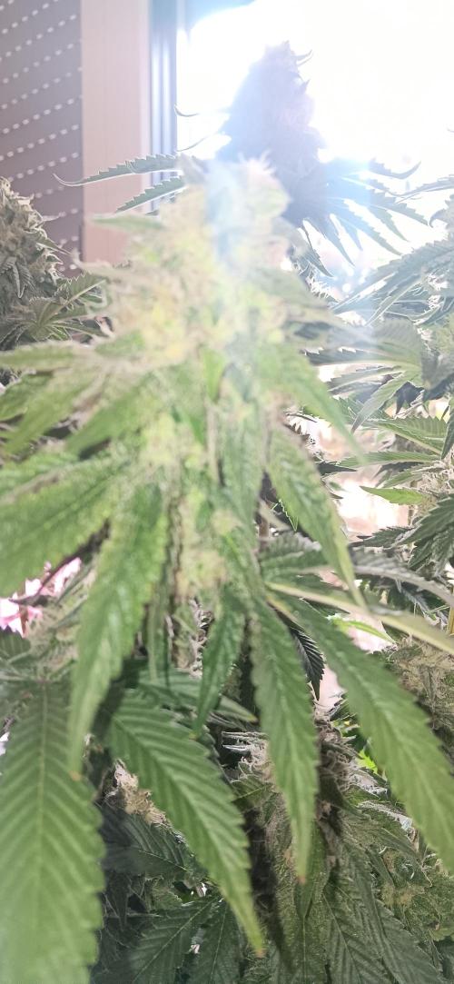 Gorilla Melon Fastbuds. Week 8