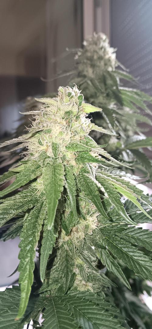 Gorilla Melon Fastbuds. Week 8