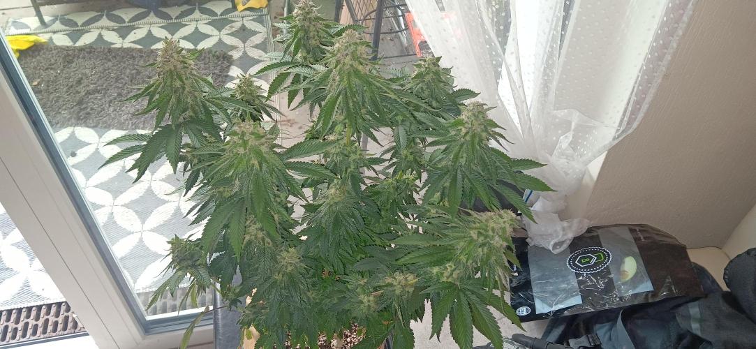 Gorilla Melon Fastbuds. Week 8