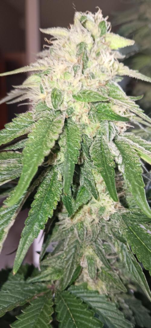 Gorilla Melon Fastbuds. Week 8