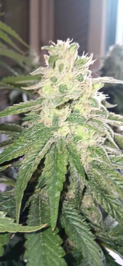 Gorilla Melon Fastbuds. Week 8