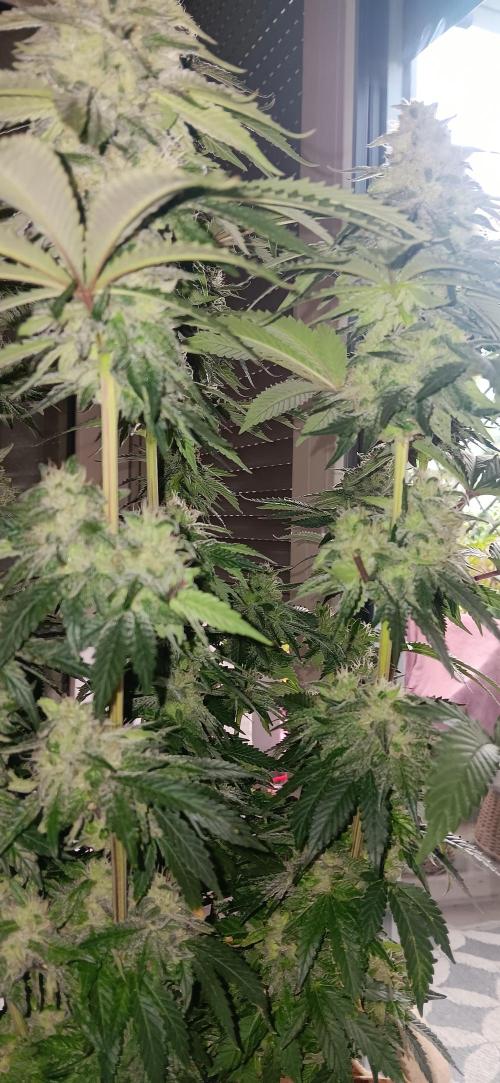 Gorilla Melon Fastbuds. Week 8