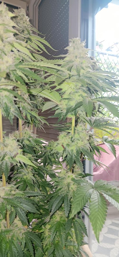 Gorilla Melon Fastbuds. Week 8