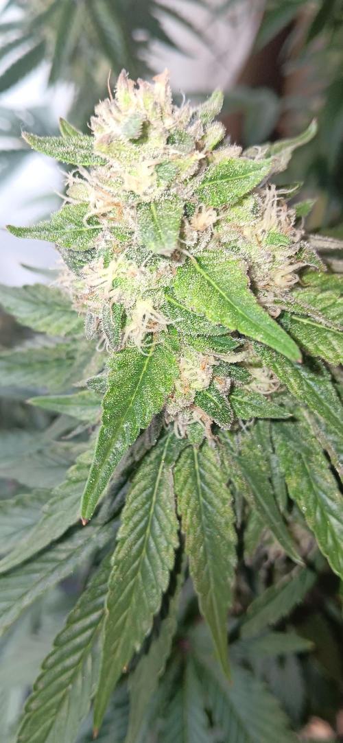 Gorilla Melon Fastbuds. Week 8