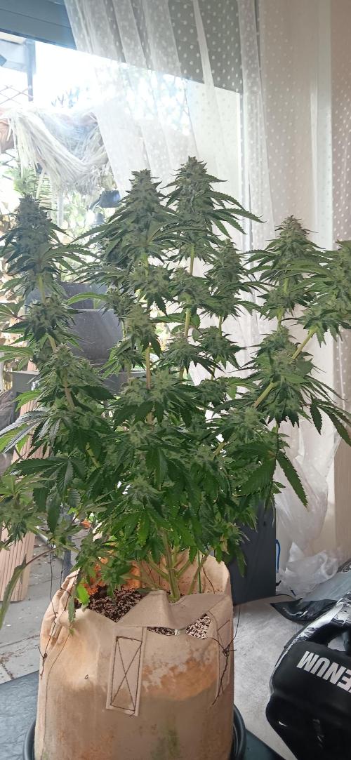 Gorilla Melon Fastbuds. Week 8