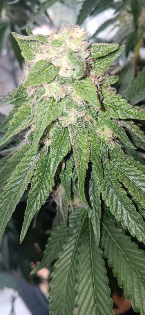 Gorilla Melon Fastbuds. Week 8