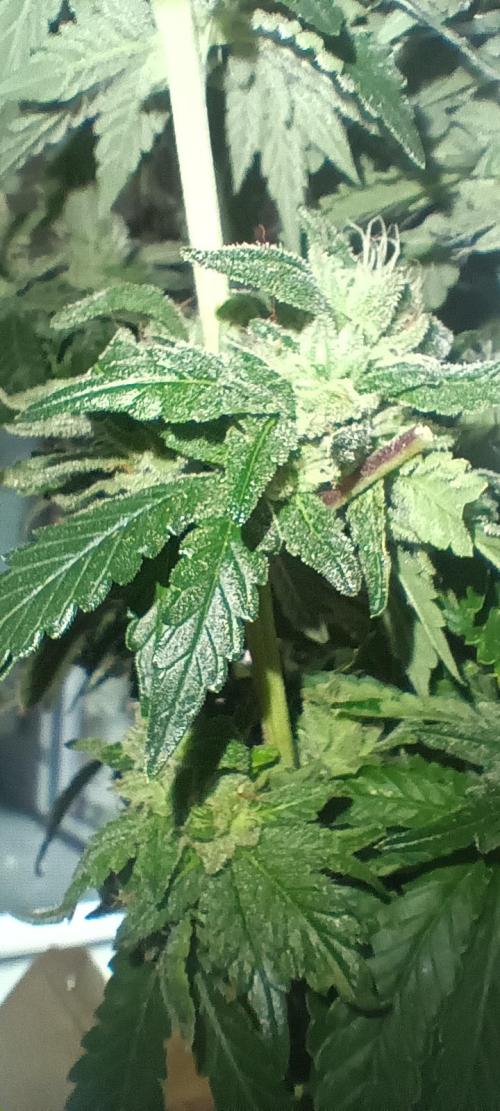 Gorilla Melon Fastbuds. Week 8