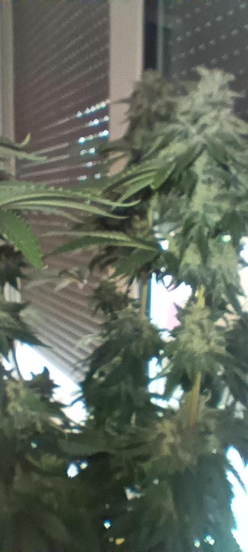 Gorilla Melon Fastbuds. Week 8