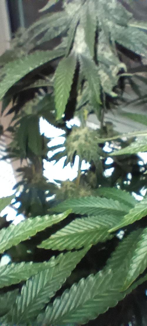 Gorilla Melon Fastbuds. Week 8