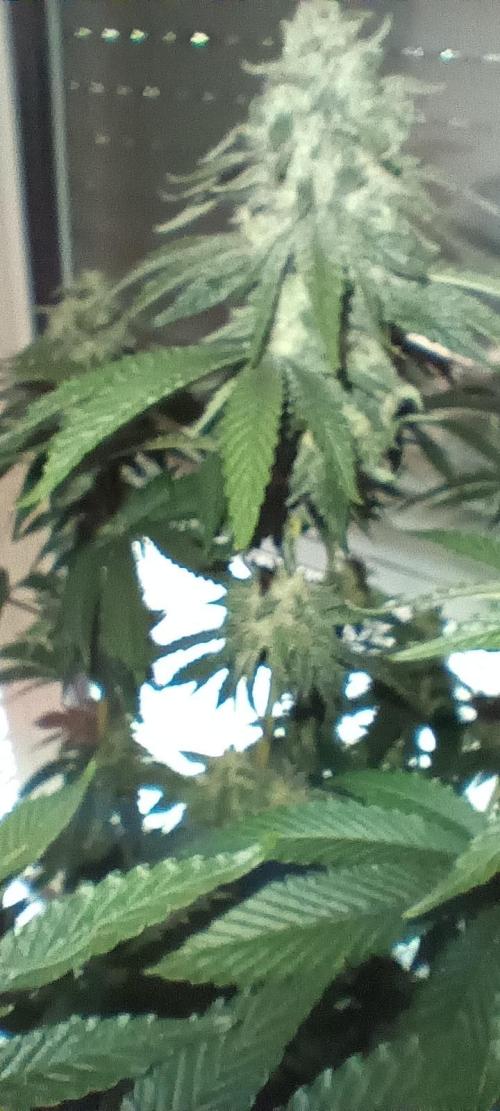 Gorilla Melon Fastbuds. Week 8