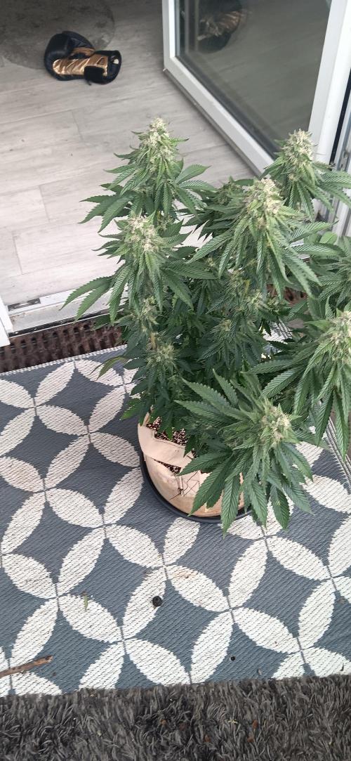 Gorilla Melon Fastbuds. Week 8