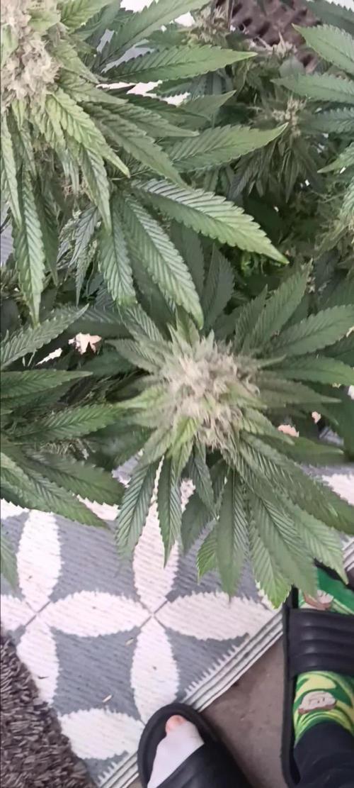 Gorilla Melon Fastbuds