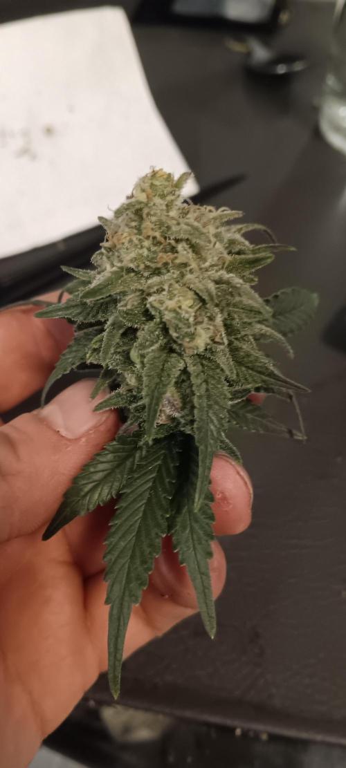 Og Kush Barneys. Week 9