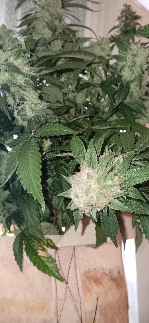 Og Kush Barneys. Week 9